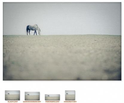 Koń na pastwisku [Obraz / Zwierzęta / Konie]