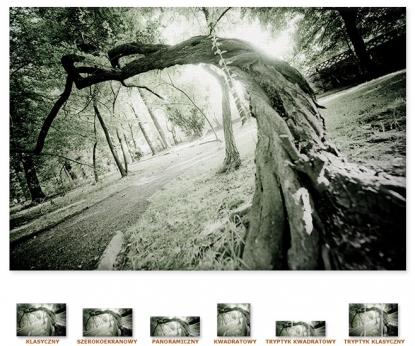 Powyginane drzewo w żorskim parku [Obrazy / Żory]