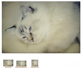 Kot [Obraz / Obrazy / Zwierzęta]