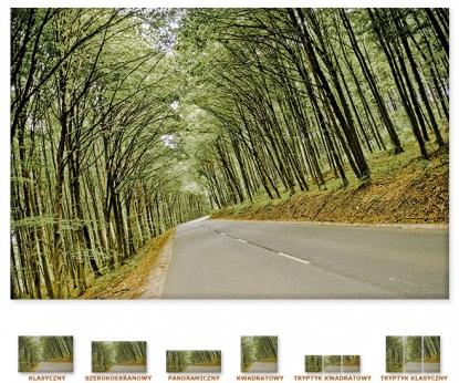 Droga w lesie [Obrazy / Motoryzacja, Transport]