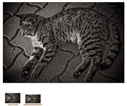 Leniwy kot [Obrazy / Zwierzęta, Koty]