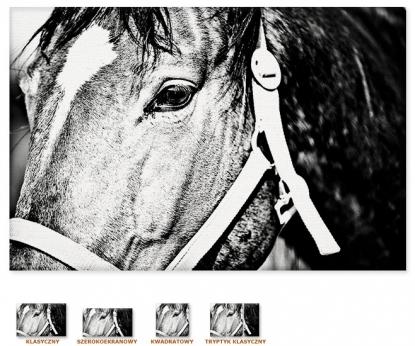 Portret konia [Obraz / Zwierzęta / Koń]