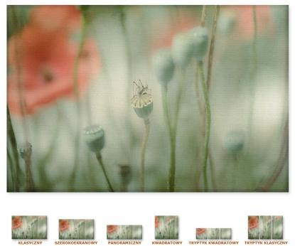 Mak z owadem [Obrazy / Serie / Kwiaty / Rośliny]