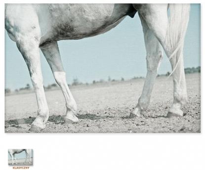 Koń poniżej [Obraz / Zwierzęta / Konie]