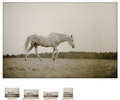 Koń na wybiegu [Obraz / Zwierzęta / Konie]