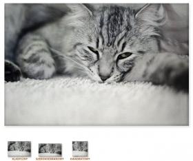 Mruczek [Obrazy / Kot / Koty]